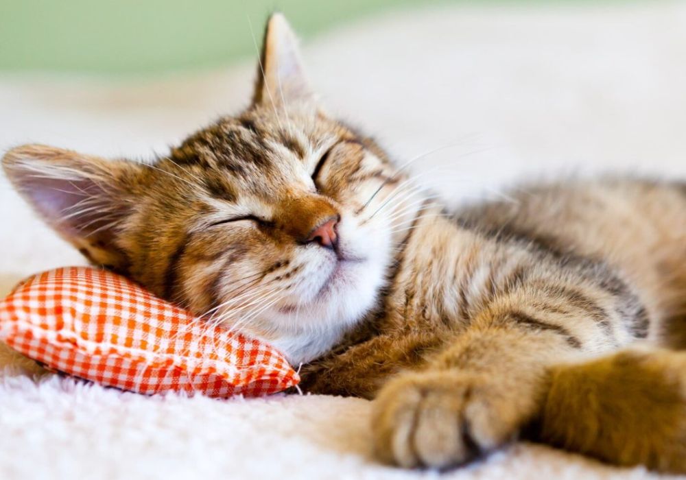 Признаки для поездки к ветеринару